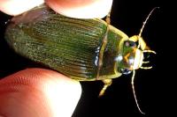 Dytiscus marginalis