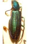 Psilothrix viridicoerulea