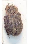 Trox scaber