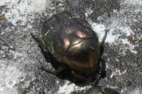 Potosia cuprea