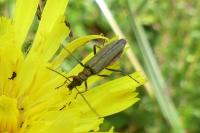 Oedemera flavipes