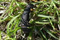 Ocypus olens
