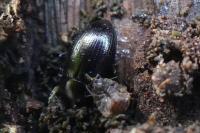 Nalassus laevioctostriatus