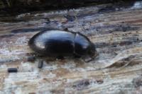 Nalassus laevioctostriatus