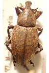 Lepyrus capucinus