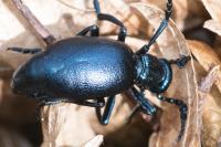 Meloe violaceus