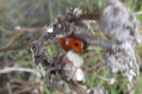Coccinella septempunctata
