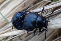 Timarcha goettingensis