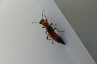 Paederus