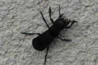 Ocypus