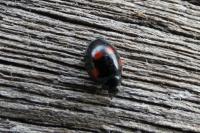 Chilocorus renipustulatus