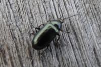 Phratora