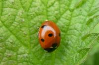 Coccinella septempunctata