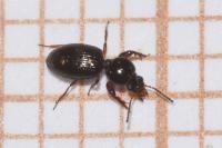 Dyschirius globosus