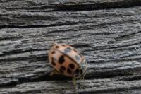 Oenopia conglobata