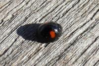 Chilocorus renipustulatus