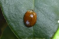 Harmonia axyridis