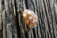 Vibidia duodecimguttata