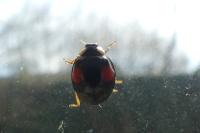 Harmonia axyridis
