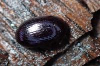 Platydema violacea