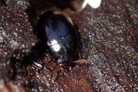 Platydema violacea