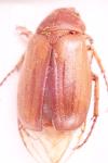Amphimallon majale