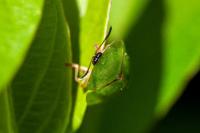 Cassida viridis