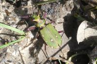 Cicindela campestris