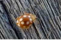 Vibidia duodecimguttata
