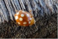 Vibidia duodecimguttata