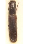 Colydium elongatum
