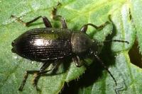Stenomax aeneus