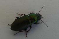 Harpalus