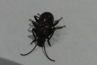 Stenomax aeneus