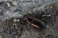 Harpalus