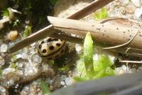 Tytthaspis sedecimpunctata