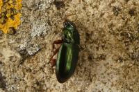 Harpalus