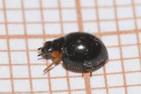 Parexochomus nigromaculatus