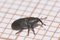 Mecinus pyraster