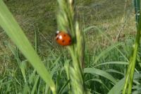 Coccinella septempunctata
