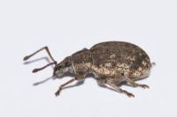 Peritelus sphaeroides