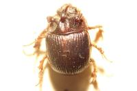 Odonteus armiger