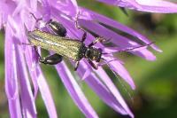 Oedemera flavipes