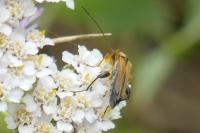 Oedemera podagrariae