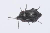 Phosphuga atrata