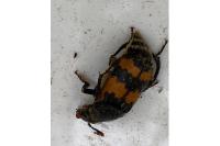 Nicrophorus