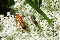 Rhagonycha fulva