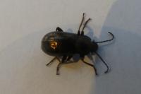 Stenomax aeneus