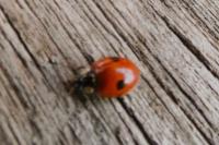 Adalia bipunctata