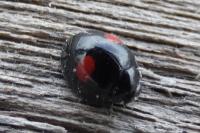 Chilocorus renipustulatus